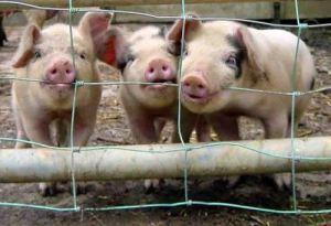 Pigs, 3, little. (from www.farminguk.com)
