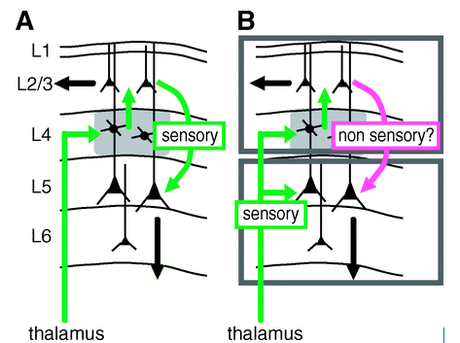 How our brain cortex receives information about the world