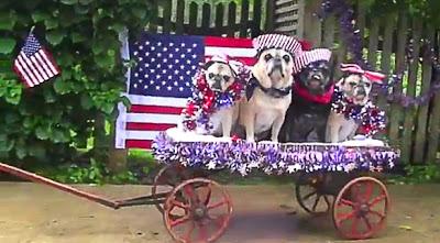 VIDEO: 4 Pugs Parade on a Patriotic 4th of July Float!