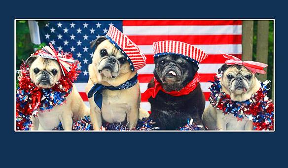 VIDEO: 4 Pugs Parade on a Patriotic 4th of July Float!