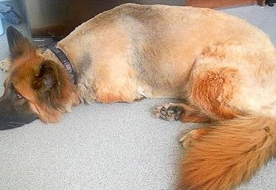 Dog Goes in Salon For Wash - Comes Out Bald!