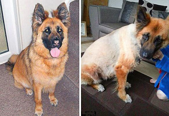 Dog Goes in Salon For Wash - Comes Out Bald!