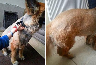 Dog Goes in Salon For Wash - Comes Out Bald!