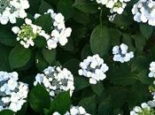 Nighttime Hydrangeas