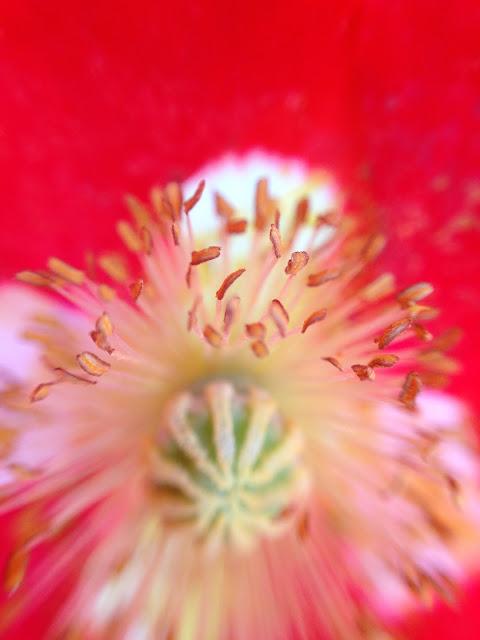 MACRO MONDAY - poppy & delphinium