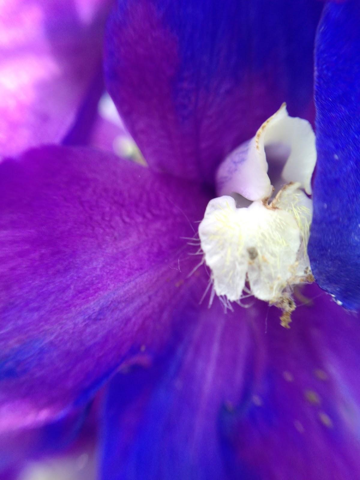 MACRO MONDAY - poppy & delphinium