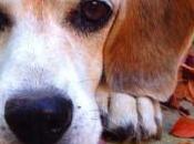 Breed Spotlight: Beagle