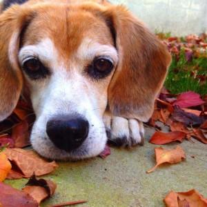 Breed Spotlight: Beagle