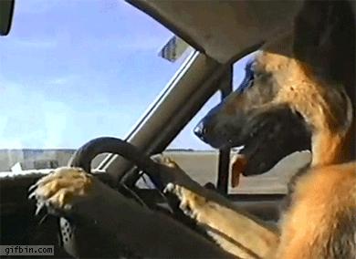 1332441334_dog_driving_car