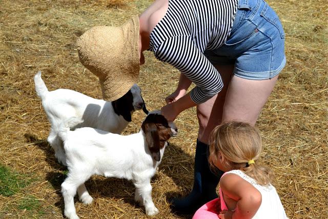 Levi's, denim shorts, baby animals, farm, street style, stripes, catie beatty