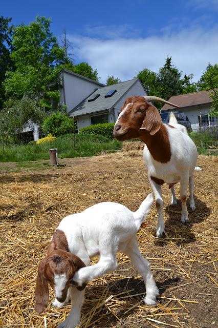 baby animals, kids, goats, farm, sunny, photography, catie beatty