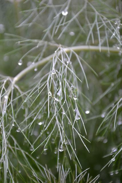 dew drops, fennel, nature, photography, gardening, catie beatty, 