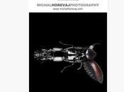 Promo Daily: Michal Horevaj