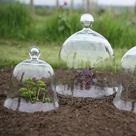 bell cloche protecting young plants