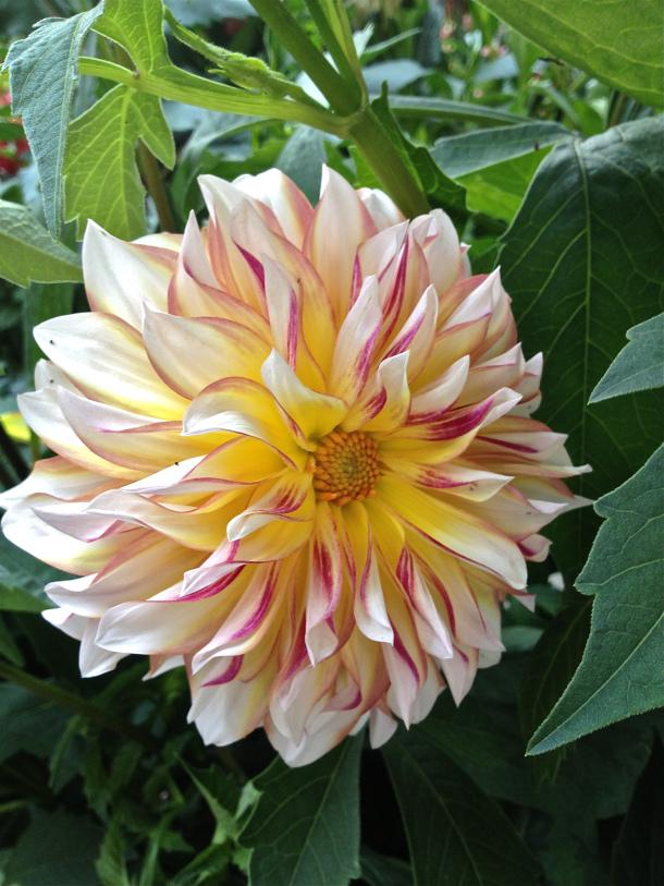 Dahlia