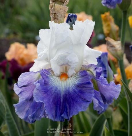 Last Laugh Iris © 2013 Patty Hankins