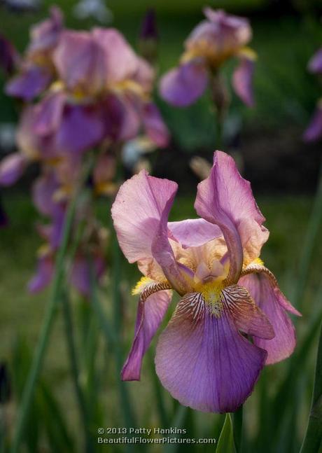 Miss California Iris © 2013 Patty Hankins