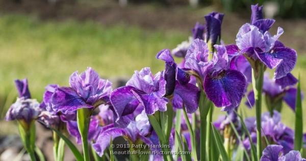 Roaring Jelly Irises © 2013 Patty Hankins