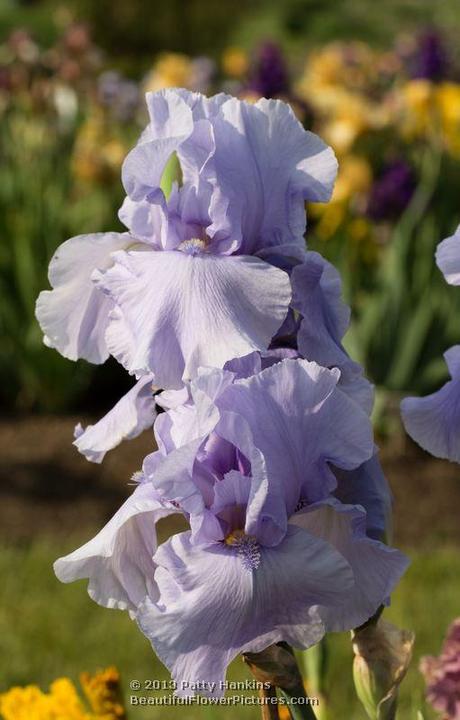 Pacific Mist Iris © 2013 Patty Hankins
