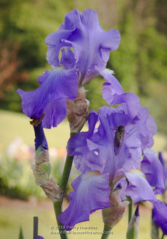 Violet Harmony Irises © 2013 Patty Hankins