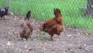 Our chickens with our ex-potato plant