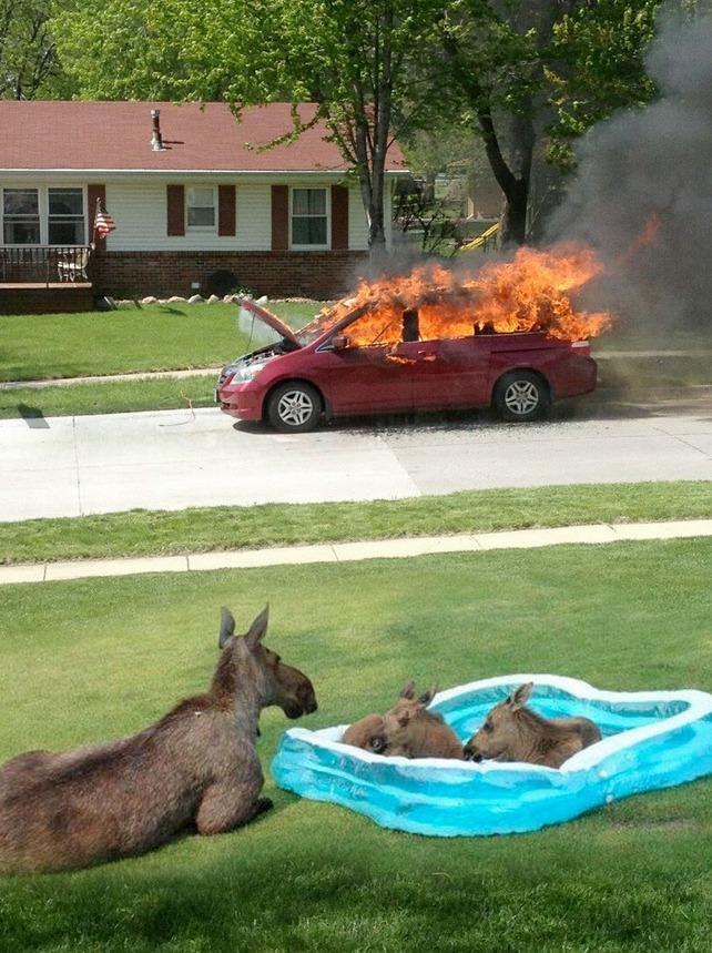 jcdesigns79:

hyperbolic-time-chamber:

There’s a lot to discuss here


Why did those animals set the car on fire?

Takeaway: when things get hot, kangaroos stay cool.