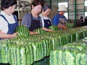 Know: There Square-Shaped Watermelons Japan