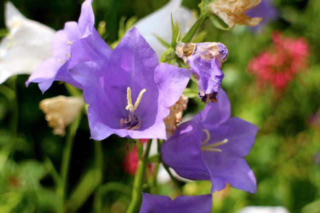 English Country Garden