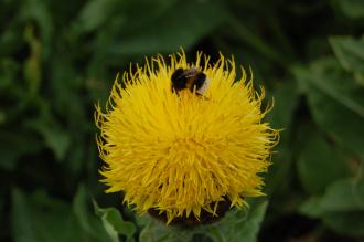 Centaurea macrocephala Flower (23/07/2013, Kew Gardens, London)