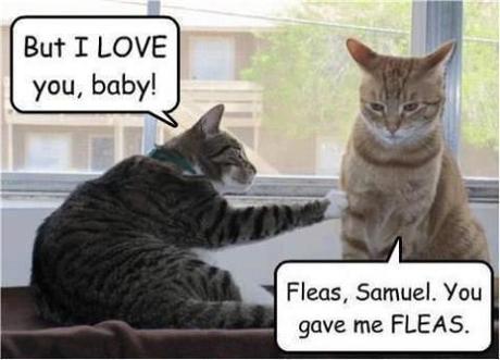 Fridays Funny Critters - Paperblog