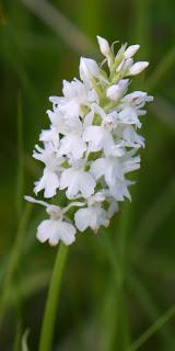 Leicestershire and Rutland Orchids