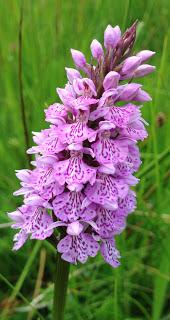 Leicestershire and Rutland Orchids