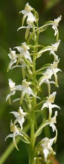 Leicestershire and Rutland Orchids