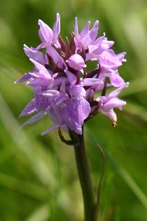 Leicestershire and Rutland Orchids