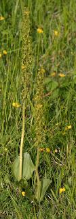 Leicestershire and Rutland Orchids