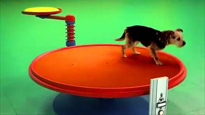 VIDEO: See the Coolest DOG Commercial in the World!