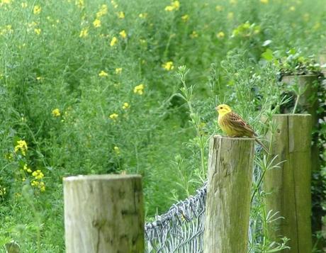 yellowhammer bird sitting on fence post - ireland