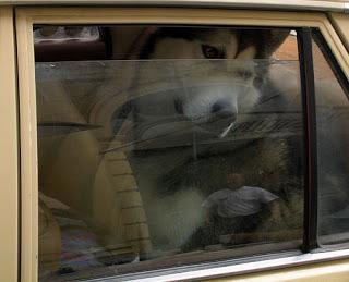 Kemptville Wal-mart fires employee after trying to help dog in car