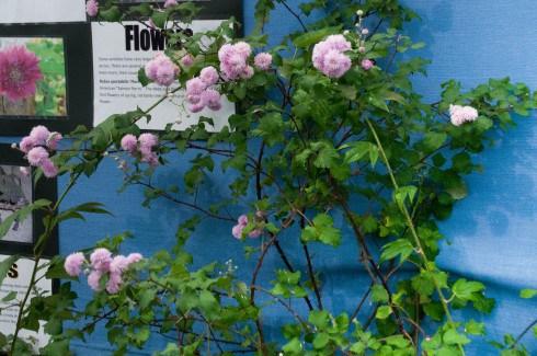 Rubus ulmifolius bellidiflorus