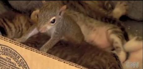 Rocky the baby squrrel