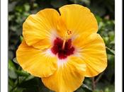 Photo: Jason Hibiscus