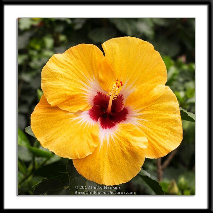 Jason Hibiscus