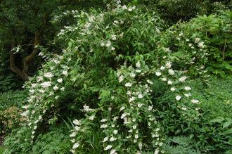 Deutzia crenata (23/06/2013, Kew Gardens, London)