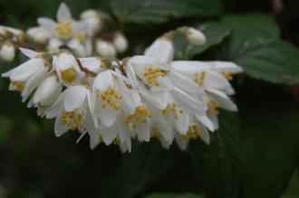 Deutzia crenata Flower (23/06/2013, Kew Gardens, London)