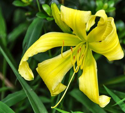 In the Mid-July Garden