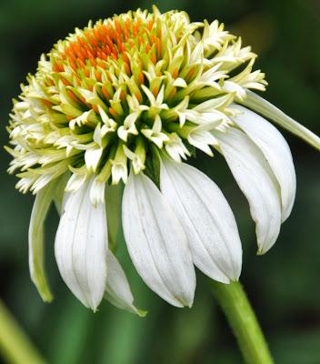 In the Mid-July Garden