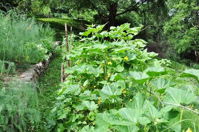 In the Mid-July Garden