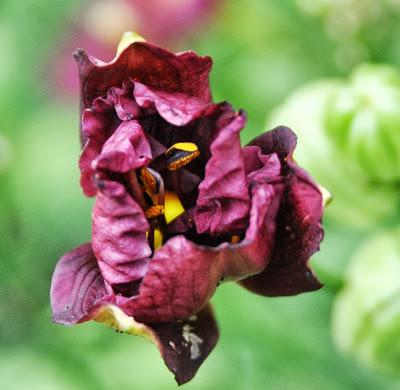 In the Mid-July Garden