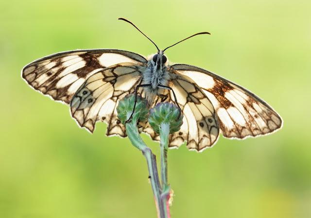 Melanargia galathea, Demi-deuil, Marbled White