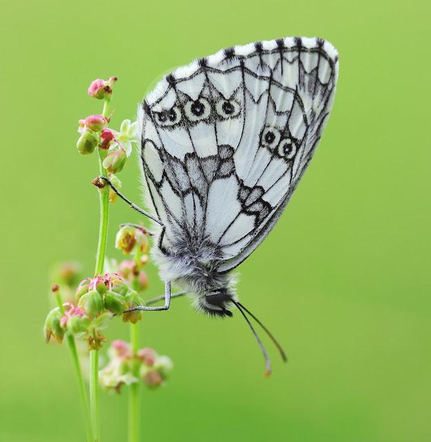 Melanargia galathea, Demi-deuil, Marbled White